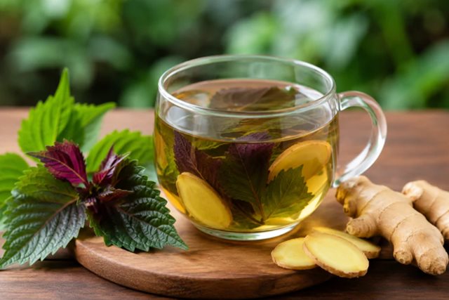Điều gì xảy ra với cơ thể khi uống nước lá tía tô với gừng?